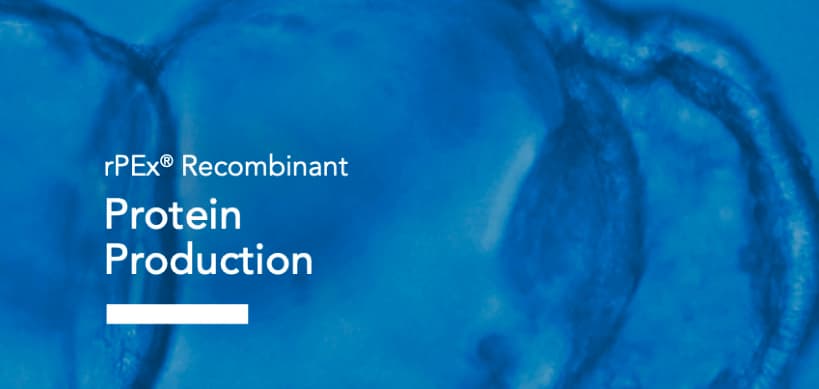 rPEx® Recombinant Protein Production