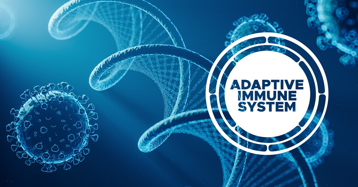 Adaptive immune system