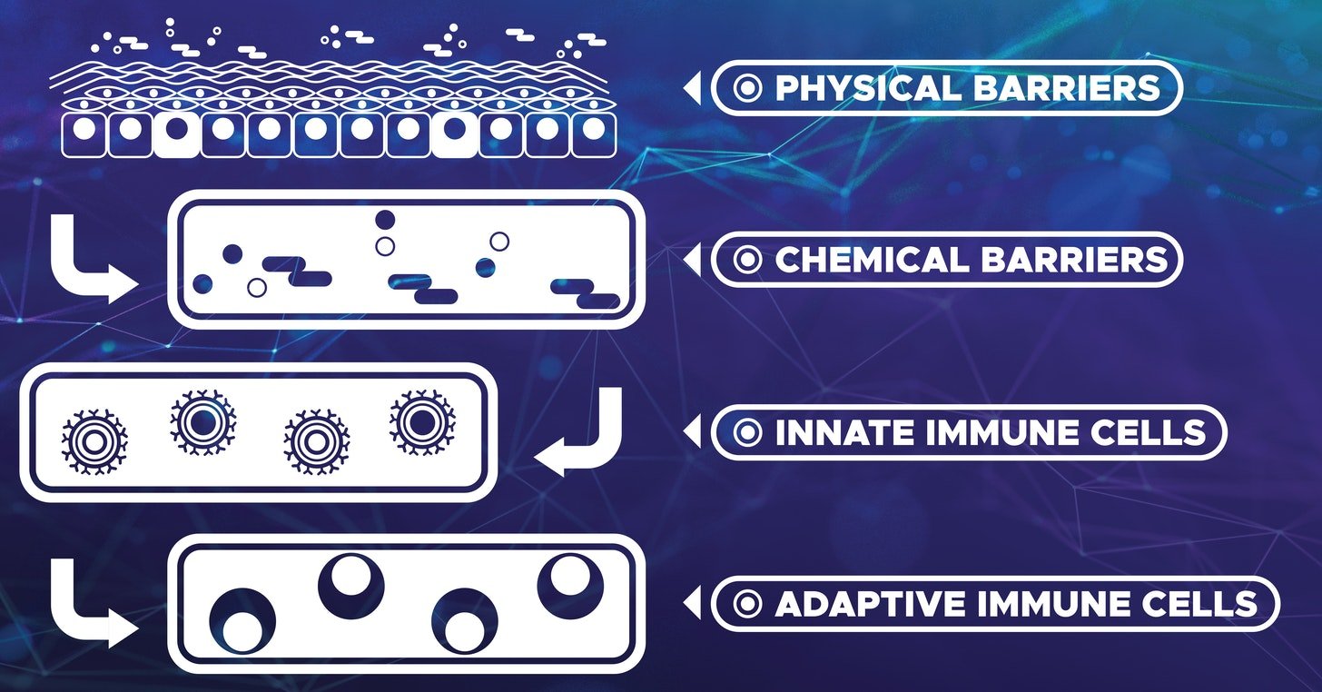 Barriers and cells