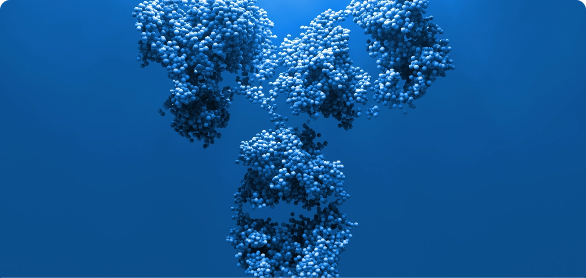 Bispecific antibody discovery and characterization: from discovery through production<br> 